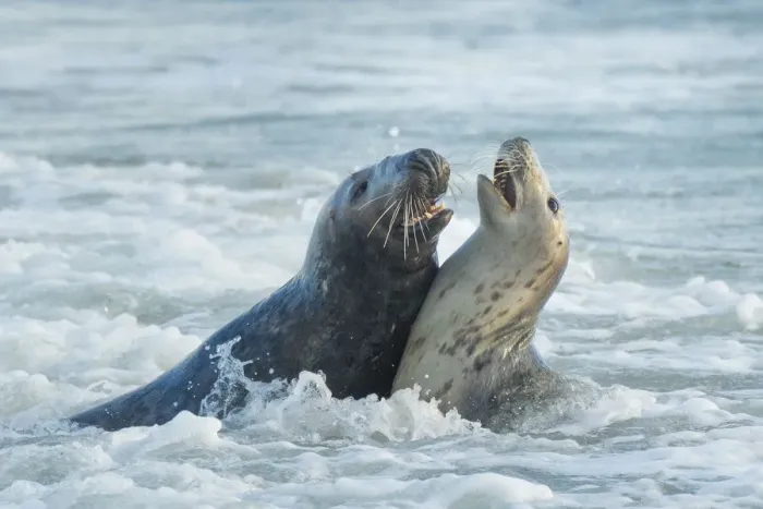 Framed Print : Grey seal (Halichoerus grypus), male and female, mating behaviour, Heligoland, Germany Framed Print : Grey seal (Halichoerus grypus), male and female, mating behaviour, Heligoland, Germany