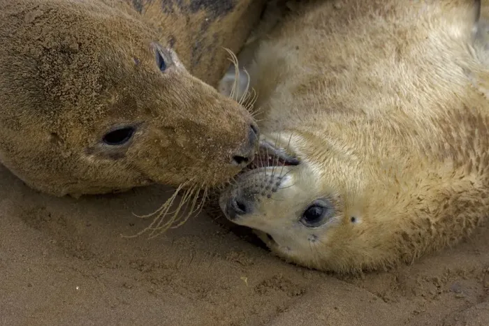 Framed Print : Grey seal (Halichoerus grypus), mother and young interacting on beach, UK Framed Print : Grey seal (Halichoerus grypus), mother and young interacting on beach, UK