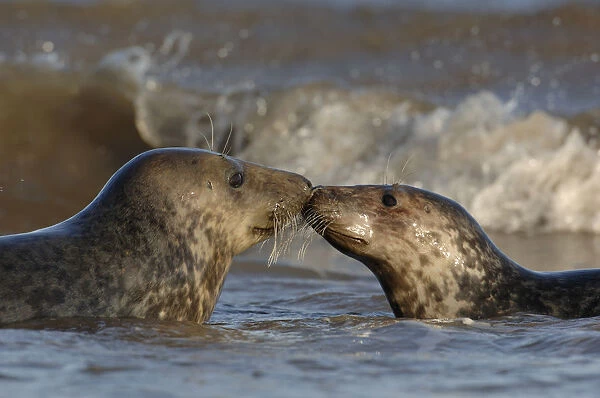 Grey seal {Halichoerus grypus} two adolescents interact among the breaking waves