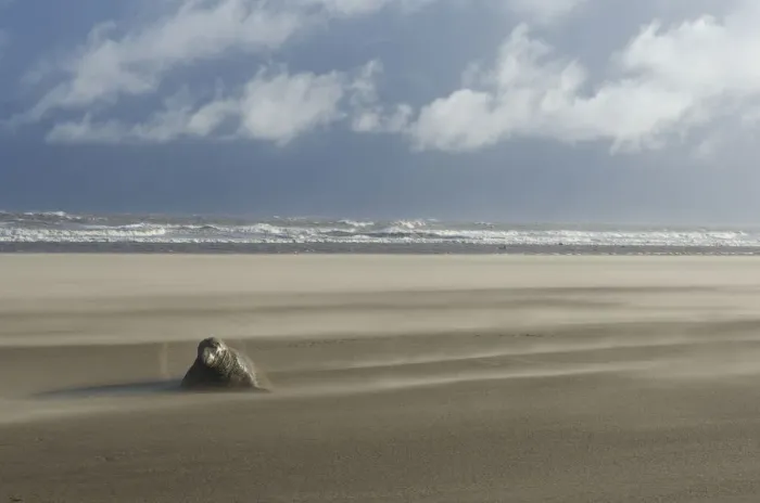 Framed Print : Grey seal (Halichoerus grypus) on beach with wind blowing sand, Donna Nook, Lincolnshire Framed Print : Grey seal (Halichoerus grypus) on beach with wind blowing sand, Donna Nook, Lincolnshire