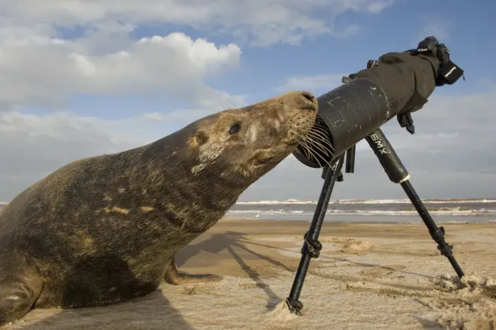 Framed Print : Grey seal (Halichoerus grypus) bull sniffing photographers tripod, Donna Nook, Lincolnshire Framed Print : Grey seal (Halichoerus grypus) bull sniffing photographers tripod, Donna Nook, Lincolnshire