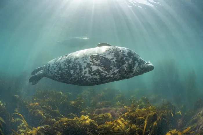 Framed Print : Grey seal (Halichoerus grypus) female, swimming upside down over Golden kelp (Laminaria ochroleuca) with sunrays, Lundy Island, Bristol Channel, Devon, UK Framed Print : Grey seal (Halichoerus grypus) female, swimming upside down over Golden kelp (Laminaria ochroleuca) with sunrays, Lundy Island, Bristol Channel, Devon, UK