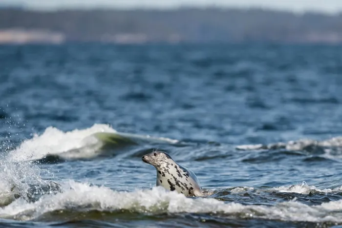 Framed Print : Grey seal (Halichoerus grypus) female sitting in surf and looking around, Finland, Baltic Sea, April Framed Print : Grey seal (Halichoerus grypus) female sitting in surf and looking around, Finland, Baltic Sea, April