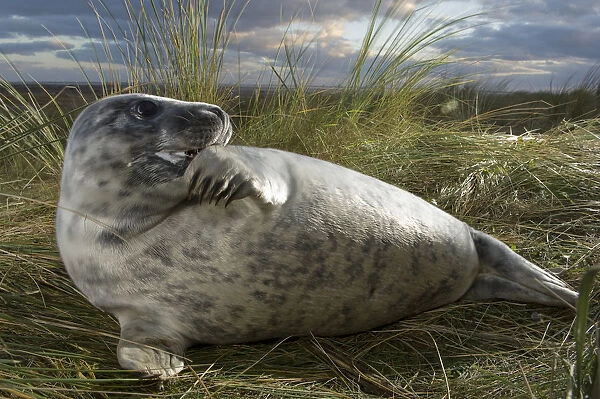 Grey seal (Halichoerus grypus) with flipper in its mouth, Donna Nook, Lincolnshire
