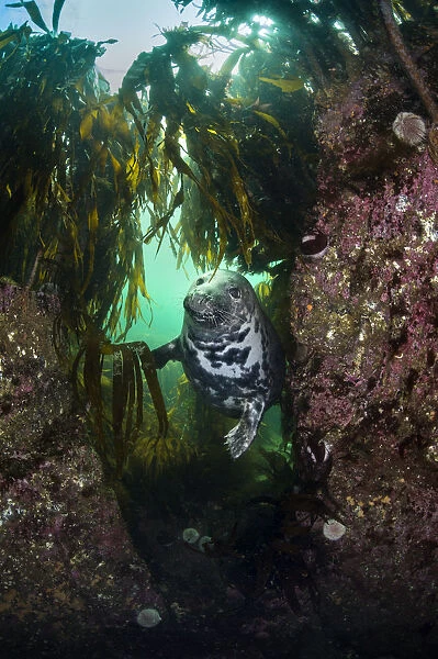 Grey seal (Halichoerus grypus) in a gully beneath kelp (Laminaria digitata), Farne Islands