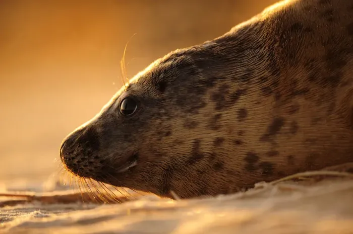 Framed Print : Grey seal (Halichoerus grypus) hauled out on a beach at sunrise, Donna Nook Lincolnshire Framed Print : Grey seal (Halichoerus grypus) hauled out on a beach at sunrise, Donna Nook Lincolnshire