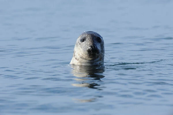 Grey Seal (Halichoerus grypus) with its head out of the water. Bardsey Island, North Wales