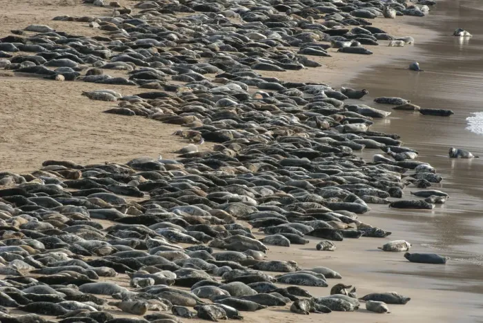 Framed Print : Grey seal (Halichoerus grypus) huge group hauled out on a beach, Island of Mingulay Framed Print : Grey seal (Halichoerus grypus) huge group hauled out on a beach, Island of Mingulay