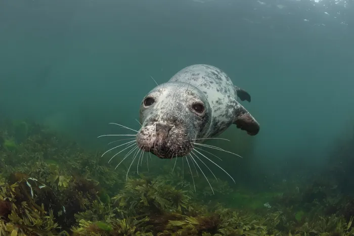 Framed Print : Grey seal (Halichoerus grypus) juvenile female, swimming over reef covered in algae, Lundy Island, Bristol Channel, Devon, UK