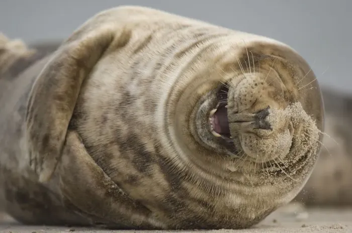 Framed Print : Grey seal (Halichoerus grypus) laughing, Helgoland, Germany Framed Print : Grey seal (Halichoerus grypus) laughing, Helgoland, Germany