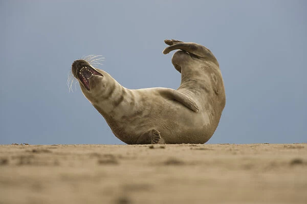Grey seal (Halichoerus grypus) lying on beach, Donna Nook, Lincolnshire, UK, November