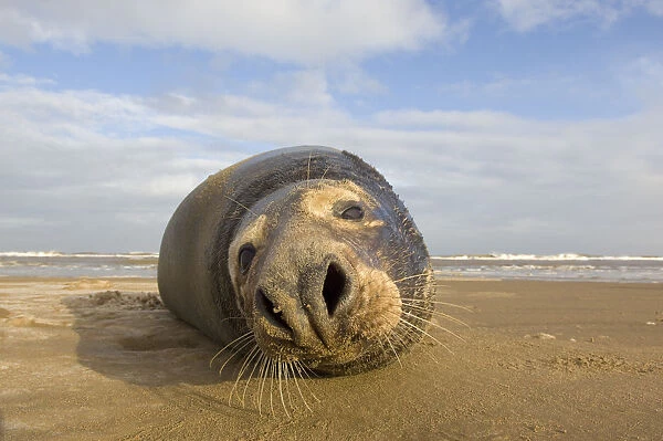 Grey seal (Halichoerus grypus) lying on beach, Donna Nook, Lincolnshire, UK, November