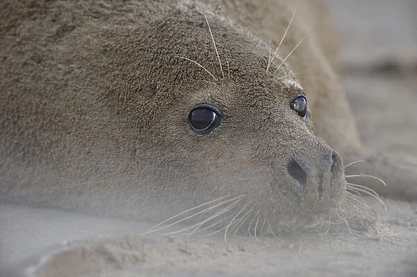 Grey seal (Halichoerus grypus) lying on beach covered in sand, Donna Nook, Lincolnshire