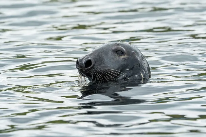 Framed Print : Grey seal (Halichoerus grypus) male, at the water surface, Shetland Isles, Scotland, UK, Atlantic Ocean