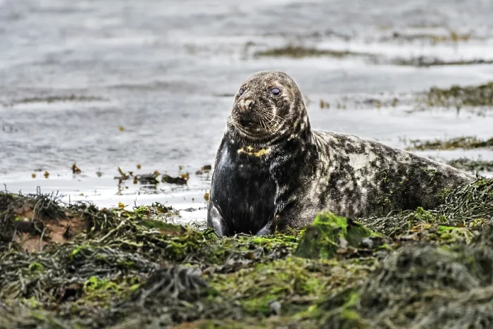 Framed Print : Grey seal (Halichoerus grypus) male, resting on the shore, Shetland Islands, Scotland, UK. June Framed Print : Grey seal (Halichoerus grypus) male, resting on the shore, Shetland Islands, Scotland, UK. June