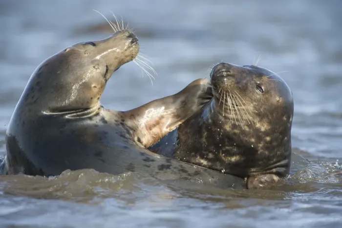 Framed Print : Grey seal (Halichoerus grypus) mating behaviour in shallow water, Donna Nook, Lincolnshire Framed Print : Grey seal (Halichoerus grypus) mating behaviour in shallow water, Donna Nook, Lincolnshire