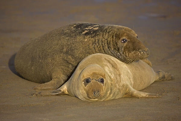 Grey seal (Halichoerus grypus), mother and young on beach, UK