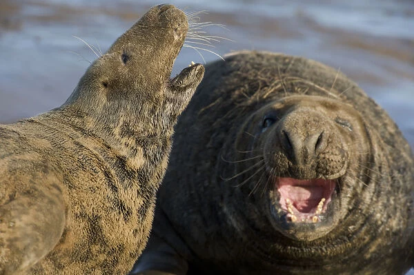 Grey seal (Halichoerus grypus) pair calling, Donna Nook, Lincolnshire, UK, November 2008
