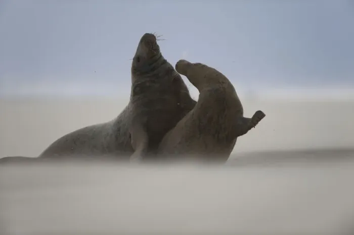 Framed Print : Grey seal (Halichoerus grypus) pair with wind blowing sand, Donna Nook, Lincolnshire Framed Print : Grey seal (Halichoerus grypus) pair with wind blowing sand, Donna Nook, Lincolnshire