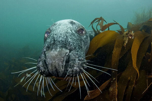 Grey seal (Halichoerus grypus) peering around kelp to investigate, Lundy Island