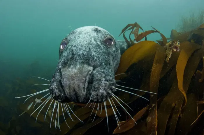 Framed Print : Grey seal (Halichoerus grypus) peering around kelp to investigate, Lundy Island Framed Print : Grey seal (Halichoerus grypus) peering around kelp to investigate, Lundy Island