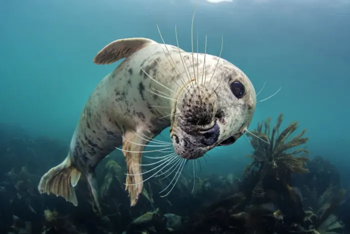 Framed Print : Grey seal (Halichoerus grypus) playful young seal above a kelp forest. Lundy Island Framed Print : Grey seal (Halichoerus grypus) playful young seal above a kelp forest. Lundy Island