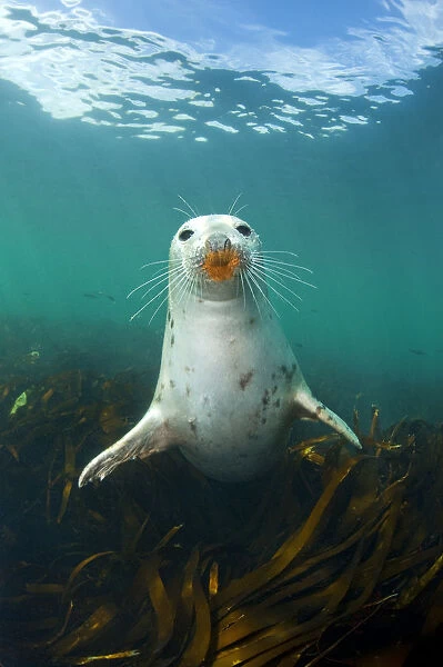 Grey seal (Halichoerus grypus) portrait underwater, amongst kelp. Farne Islands, Northumberland