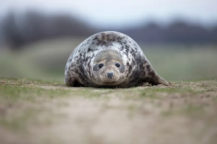 Framed Print : Grey seal (Halichoerus grypus) portrait, Norfolk, England, UK. December Framed Print : Grey seal (Halichoerus grypus) portrait, Norfolk, England, UK. December