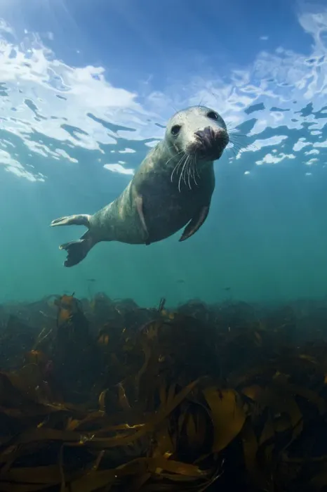 Framed Print : Grey seal (Halichoerus grypus) portrait underwater, Farne Islands, Northumberland
