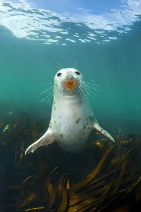 Framed Print : Grey seal (Halichoerus grypus) portrait underwater, amongst kelp. Farne Islands, Northumberland Framed Print : Grey seal (Halichoerus grypus) portrait underwater, amongst kelp. Farne Islands, Northumberland