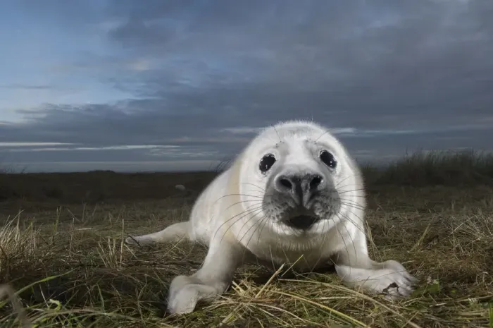 Framed Print : Grey seal (Halichoerus grypus) pup, portrait, Donna Nook, Lincolnshire, UK, November 2008 Framed Print : Grey seal (Halichoerus grypus) pup, portrait, Donna Nook, Lincolnshire, UK, November 2008