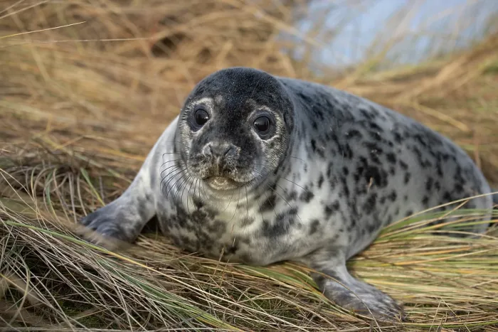 Framed Print : Grey seal (Halichoerus grypus) pup, portrait, Winterton, Norfolk, England, UK. January Framed Print : Grey seal (Halichoerus grypus) pup, portrait, Winterton, Norfolk, England, UK. January
