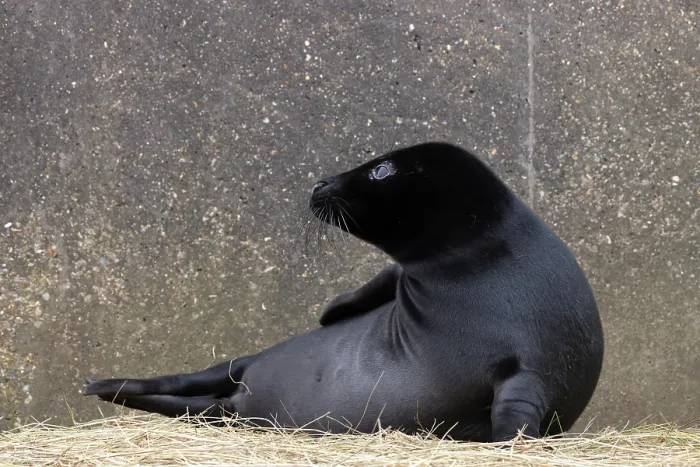 Framed Print : Grey seal (Halichoerus grypus) pup, melanistic black form, portrait, Norfolk, England, UK. January Framed Print : Grey seal (Halichoerus grypus) pup, melanistic black form, portrait, Norfolk, England, UK. January