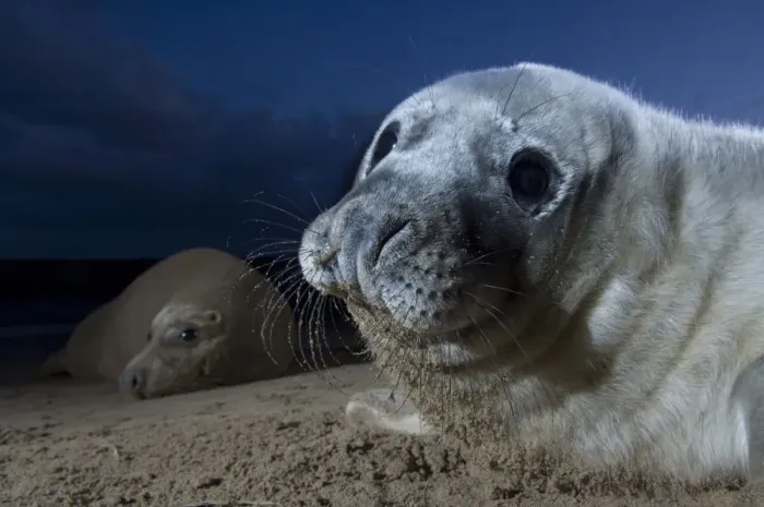 Framed Print : Grey seal (Halichoerus grypus) pup with adult in the background, Donna Nook, Lincolnshire Framed Print : Grey seal (Halichoerus grypus) pup with adult in the background, Donna Nook, Lincolnshire