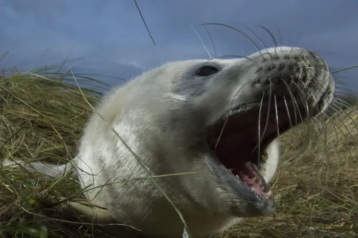 Framed Print : Grey seal (Halichoerus grypus) pup calling, Donna Nook, Lincolnshire, UK, November 2008