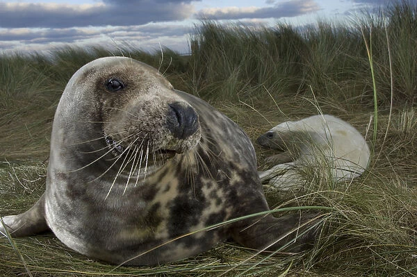 Grey seal (Halichoerus grypus) with pup in the dunes, Donna Nook, Lincolnshire, UK