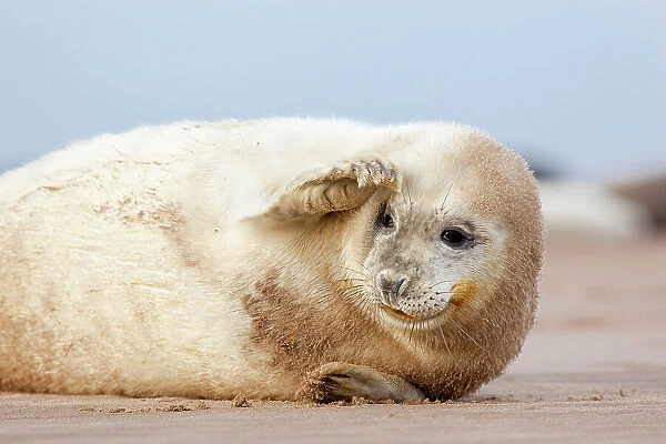 Grey seal (Halichoerus grypus) pup with flipper over one eye. Donna Nook, Lincolnshire, UK. November