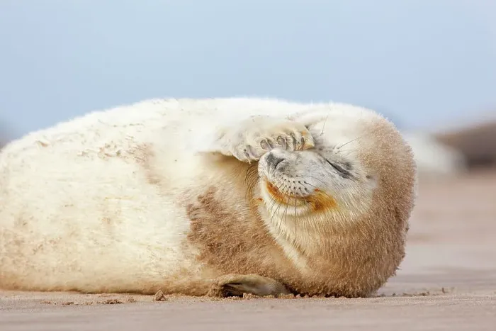 Framed Print : Grey seal (Halichoerus grypus) pup with flipper over one eye and both eyes closed. Donna Nook, Lincolnshire, UK. November Framed Print : Grey seal (Halichoerus grypus) pup with flipper over one eye and both eyes closed. Donna Nook, Lincolnshire, UK. November