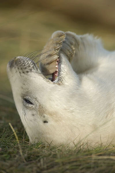 Grey seal (Halichoerus grypus) pup with flipper in its mouth, Donna Nook, Lincolnshire