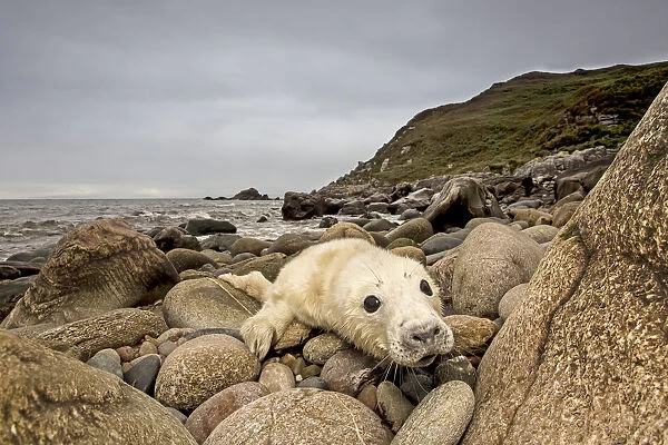 Grey seal (Halichoerus grypus) pup hauled out on rocky beach, west coast of Scotland, September