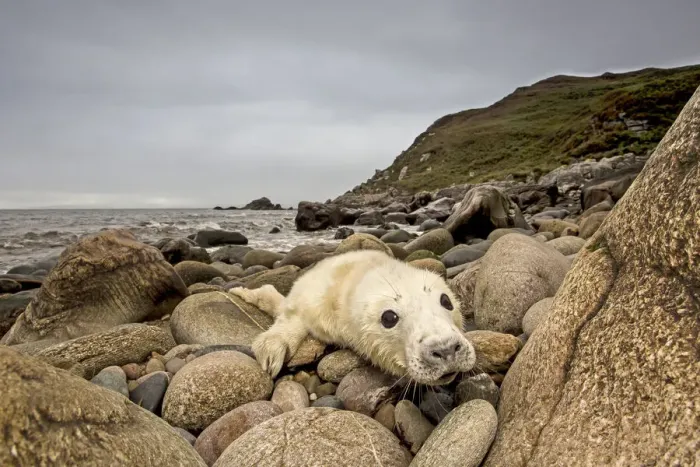 Framed Print : Grey seal (Halichoerus grypus) pup hauled out on rocky beach, west coast of Scotland, September