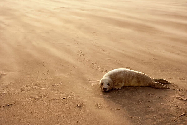 Grey Seal (Halichoerus grypus) pup resting on beach, Donna Nook, Lincolnshire, England, UK, November. Did you know? The grey seal is Britains largest carnivorous animal