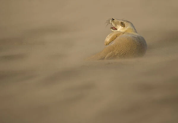 Grey Seal (Halichoerus grypus) pup resting on sand bank during sandstorm, Donna Nook
