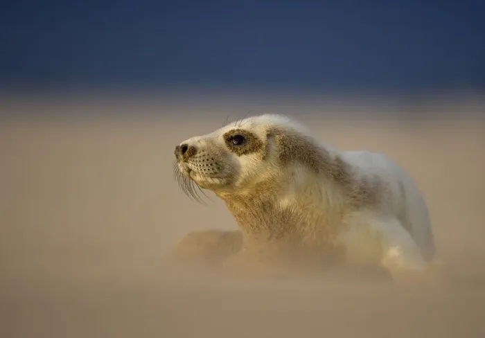 Framed Print : Grey Seal (Halichoerus grypus) pup resting on sand bank during sandstorm, Donna Nook Framed Print : Grey Seal (Halichoerus grypus) pup resting on sand bank during sandstorm, Donna Nook