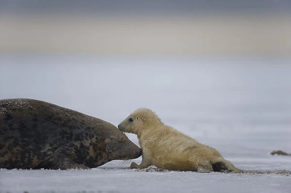 Grey seal (Halichoerus grypus) with pup in snow, Donna Nook, Lincolnshire, UK, November