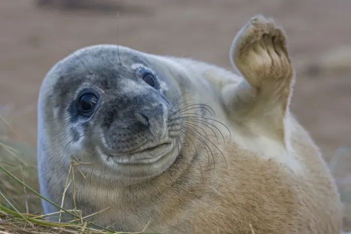 Framed Print : Grey seal (Halichoerus grypus) pup waving, UK Framed Print : Grey seal (Halichoerus grypus) pup waving, UK