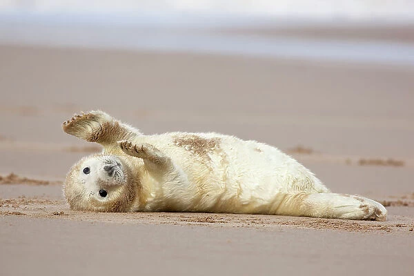 Grey seal (Halichoerus grypus) pup in white lanugo coat with flippers out-stretched. Donna Nook, Lincolnshire, UK. November