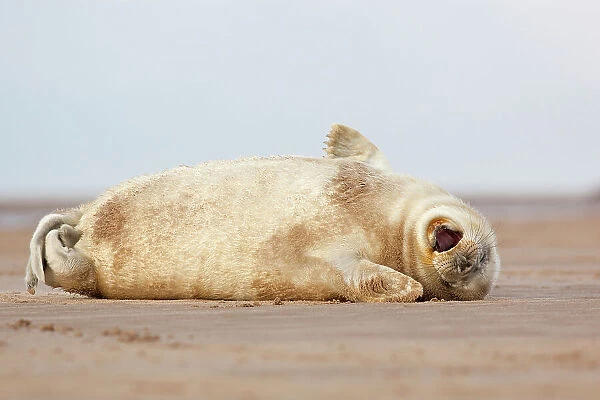 Grey seal (Halichoerus grypus) pup yawning. Donna Nook, Lincolnshire, UK. November