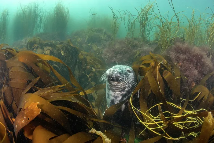 Framed Print : Grey seal (Halichoerus grypus) resting among Golden kelp forest (Laminaria ochroleuca), Lundy Island, Bristol Channel, Devon, UK Framed Print : Grey seal (Halichoerus grypus) resting among Golden kelp forest (Laminaria ochroleuca), Lundy Island, Bristol Channel, Devon, UK
