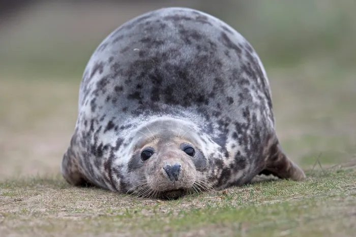 Framed Print : Grey seal (Halichoerus grypus) resting on grass, portrait, Norfolk, England, UK. December Framed Print : Grey seal (Halichoerus grypus) resting on grass, portrait, Norfolk, England, UK. December